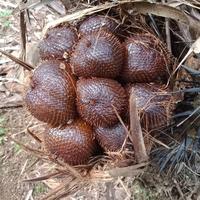 Gambar salak gula pasir asli bali 1 kg dari salakgulapasirmadeadi undefined 3 Tokopedia
