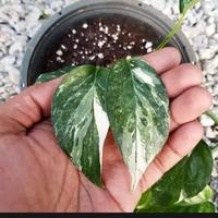 Gambar Tanaman hias epipremnum pinatum variegata / ekornaga varigata dari Lhulaiwan undefined 2 Tokopedia