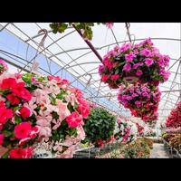 Gambar Benih Biji Bunga Vinca Juntai Gantung Banyak Warna 10 Biji - MIx Color dari Camelia Flowers undefined 3 Tokopedia