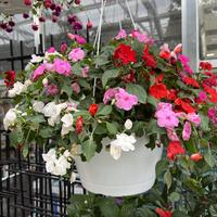 Gambar Benih Biji Bunga Vinca Juntai Gantung Banyak Warna 10 Biji - MIx Color dari Camelia Flowers undefined 1 Tokopedia