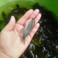 Gambar bibit ikan sepat siam dari maju maju bettafish undefined 1 Tokopedia