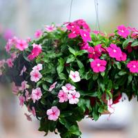 Gambar Benih Biji Bunga Vinca Juntai Gantung Banyak Warna 10 Biji - MIx Color dari Camelia Flowers undefined 5 Tokopedia