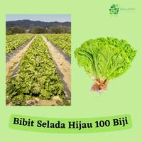 Gambar Bibit Selada Hijau / Benih Sayuran dari Kollektiv Market undefined 1 Tokopedia