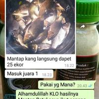 Gambar Umpan Pancing Serbuk Radek Pengumpul Semua Ikan dari Essen Yuma Collection undefined 3 Tokopedia