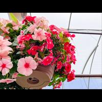 Gambar Benih Biji Bunga Vinca Juntai Gantung Banyak Warna 10 Biji - MIx Color dari Camelia Flowers undefined 4 Tokopedia