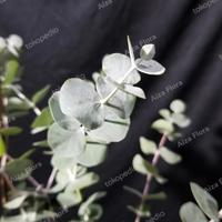Gambar READY Bibit Tanaman Eucalyptus Cinnerea Silver Dollar Murah dari Nikatsum undefined 2 Tokopedia