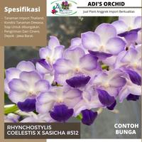 Gambar DISKON Anggrek Rhynchostylis Coelestis x Sasicha #512 Murah dari Nikatsum undefined 1 Tokopedia