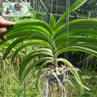 Gambar DISKON Anggrek Rhynchostylis Coelestis x Sasicha #512 Murah dari Nikatsum undefined 2 Tokopedia