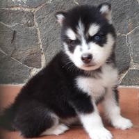 Gambar siberian husky louis dari VR onlineshop undefined 1 Tokopedia