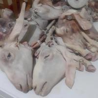 Gambar kepala kambing dari rindikshop01 undefined 2 Tokopedia