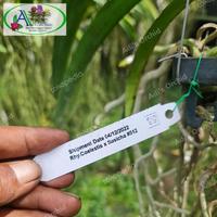 Gambar DISKON Anggrek Rhynchostylis Coelestis x Sasicha #512 Murah dari Nikatsum undefined 3 Tokopedia