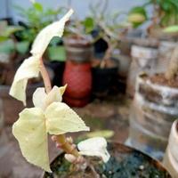 Gambar TERLARIS waru albino Murah dari Nikatsum undefined 4 Tokopedia