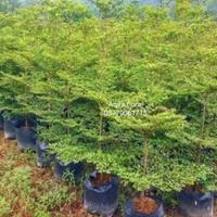 Gambar Ketapang kencana//Ketapang mini tinggi 150 cm dari Aqila flora undefined 2 Tokopedia