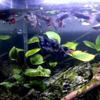 Gambar ikan hias Guppy campur warna warni kualitas import - cendol dari NovAquatics Hobbies undefined 4 Tokopedia