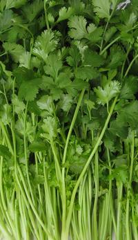 Gambar Benih Bibit Biji - Seledri Hijau Daun Sop Chinese Celery Green Leaf - 100+ Biji dari Anak Pohon undefined 2 Tokopedia