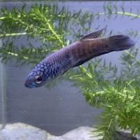 Gambar 1 Pair Wild Betta Antuta Bulungan || Cupang Alam Bulungan dari Shae Aquarium undefined 1 Tokopedia
