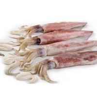 Gambar cumi cumi sedang /sero 500gram dari Berkah sayur1sagala undefined 1 Tokopedia