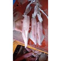 Gambar cumi besar 500gram (dibersihkan) dari Berkah sayur1sagala undefined 1 Tokopedia