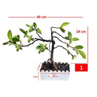Gambar Bonsai Beringin Lokal Local Iprik Kimeng Ficus Microcarpa B-BR-003 - Bentuk 2 dari OMC-Shop undefined 1 Tokopedia