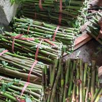 Gambar BIBIT Singkong Papua Telo Papua Super Pakan Ternak Kambing Pe, Etawa dari LOHJINAWI FARM undefined 3 Tokopedia