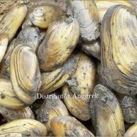 Gambar kijing sawah fresh 1 kg dari Distributor Anggrek undefined 2 Tokopedia