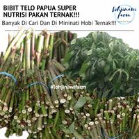 Gambar BIBIT Singkong Papua Telo Papua Super Pakan Ternak Kambing Pe, Etawa dari LOHJINAWI FARM undefined 1 Tokopedia