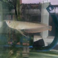 Gambar Arwana silver red 20cm dari onefish.id undefined 5 Tokopedia