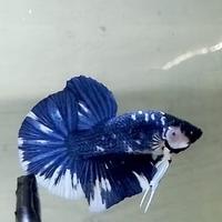 Gambar Cupang Giant Kualitas Kontes dari Roni&#39;s Betta Gallery undefined 2 Tokopedia