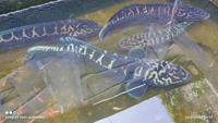 Gambar IKAN TOMAN JUMBO 70-90CM dari SuryaNetwork undefined 3 Tokopedia