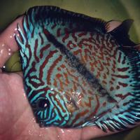 Gambar ikan discus heckel cross size 2inch dari seti@discus undefined 3 Tokopedia