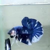 Gambar Cupang Giant Kualitas Kontes dari Roni&#39;s Betta Gallery undefined 1 Tokopedia