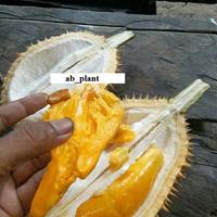 Gambar Bibit Durian Mantuala Hasil Okulasi - Tanam Biji K1 dari AB-Plant undefined 1 Tokopedia