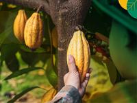 Gambar Buah Coklat Fresh / Buah Kakao Segar dari RESTU BUMI IND undefined 4 Tokopedia