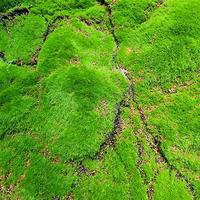 Gambar Karpet Lumut Moss Artificial 100cm x 100cm dari Rumah Bunga Dekor undefined 3 Tokopedia