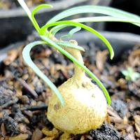 Gambar TanamanHias sukulen Euphorbia Hedyotoides Caudex bagusindah unikcantik dari mayongraya bonsai undefined 1 Tokopedia