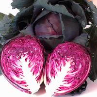 Gambar Benih / Bibit / Biji - Cabbage Red Acre / Kol Kubis Merah - IMPORT dari Anak Pohon undefined 2 Tokopedia