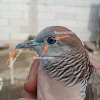 Gambar Burung perkutut lokal 3 katuranggan 1 burung Tombak cucukan RS TB dari fajarhikmah undefined 1 Tokopedia