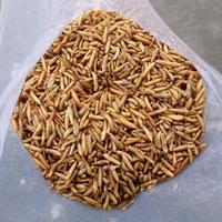 Gambar Magot kering kemasan 1kg dari industrial maggot kering undefined 3 Tokopedia