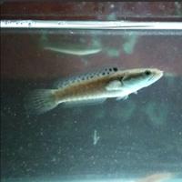 Gambar Baby Channa Blue Pulchra | Chana BP | Cana Ikan Predator - 5-6 dari My Aquatic Farm undefined 3 Tokopedia