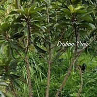 Gambar Bibit Mamey Sapote Sawo Raksasa Jenis CEPEDA New dari cangkok dari EMBUN PAGI SLEMAN YOGYAKARTA undefined 4 Tokopedia