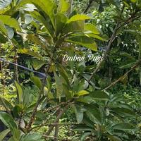 Gambar Bibit Mamey Sapote Sawo Raksasa Jenis CEPEDA New dari cangkok dari EMBUN PAGI SLEMAN YOGYAKARTA undefined 5 Tokopedia