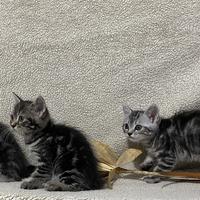 Gambar kucing american shorthair dari Intanyulma undefined 1 Tokopedia