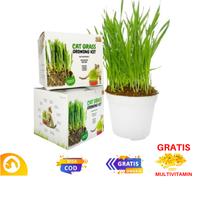 Gambar Benih Rumput Gandum Kucing Bibit WHEATGRASS Premium Free Multivitamin dari ciproetpetshop undefined 1 Tokopedia