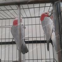 Gambar Kaka tua galah satu pasang dari hobi parrot28 undefined 3 Tokopedia