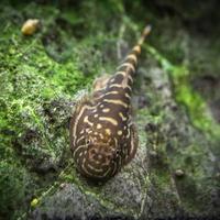 Gambar Borneo sucker - Striped patern, L 4.5cm dari aQualaris undefined 2 Tokopedia