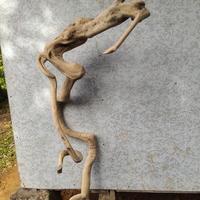 Gambar bonsai kering dari HERA STORE 17 undefined 2 Tokopedia