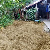 Gambar CAIRAN PEMBASMI RUMPUT LIAR & GULMA / OBAT RUMPUT / RACUN RUMPUT 4L dari RUMAH SABUN NONI undefined 4 Tokopedia