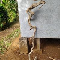 Gambar bonsai kering dari HERA STORE 17 undefined 5 Tokopedia
