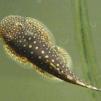 Gambar Borneo sucker - Striped patern, L 4.5cm dari aQualaris undefined 3 Tokopedia