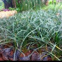 Gambar Tanaman kucai gondrong - kucai besar - rumput kucai dari RENDY STORE GLOBAL undefined 1 Tokopedia